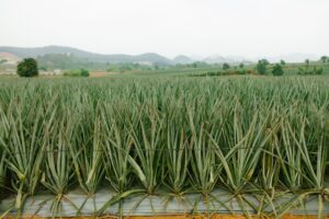 Thu hoạch dứa tại nông trại