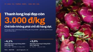 Thanh long loại đẹp còn 3.000 đồng/kg — chế biến không phải chỗ đổ hàng dạt