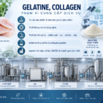 Dây chuyền collagen peptide từ da cá