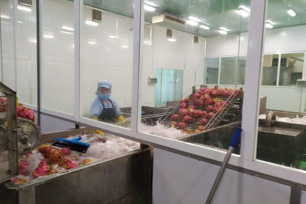 Thanh long trên băng rửa và phân loại trong xưởng sơ chế xuất khẩu