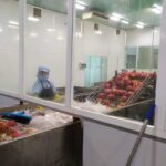 Thanh long trên băng rửa và phân loại trong xưởng sơ chế xuất khẩu