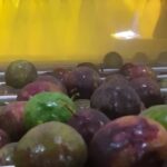 Chanh dây trên băng tải rửa của dây chuyền chế biến chanh dây cô đặc