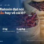 Phiếu aflatoxin đạt nói về túi mẫu hay về cả lô?
