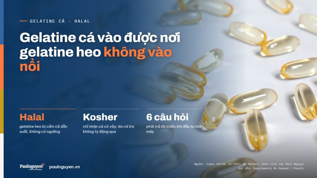 Gelatine cá vào được nơi gelatine heo không vào nổi. Halal gelatine heo bị cấm cả dẫn xuất, không có ngưỡng; Kosher chỉ nhận cá có vảy: da cá tra không tự động qua; 6 câu hỏi phải trả lời trước khi đầu tư nhà máy