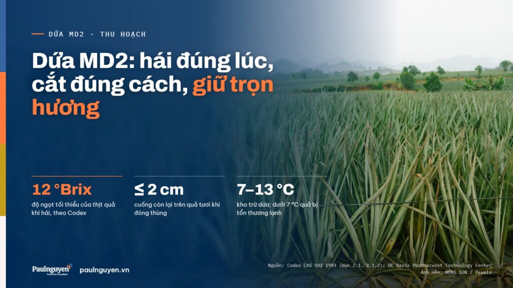 Dứa MD2: hái đúng lúc, cắt đúng cách, giữ trọn hương. 12 °Brix độ ngọt tối thiểu của thịt quả khi hái, theo Codex; ≤ 2 cm cuống còn lại trên quả tươi khi đóng thùng; 7–13 °C kho trữ dứa; dưới 7 °C quả bị tổn thương lạnh