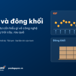 IQF và đông khối: miếng quả đông rời trên tầng sôi và thùng hàng đông khối trên pallet