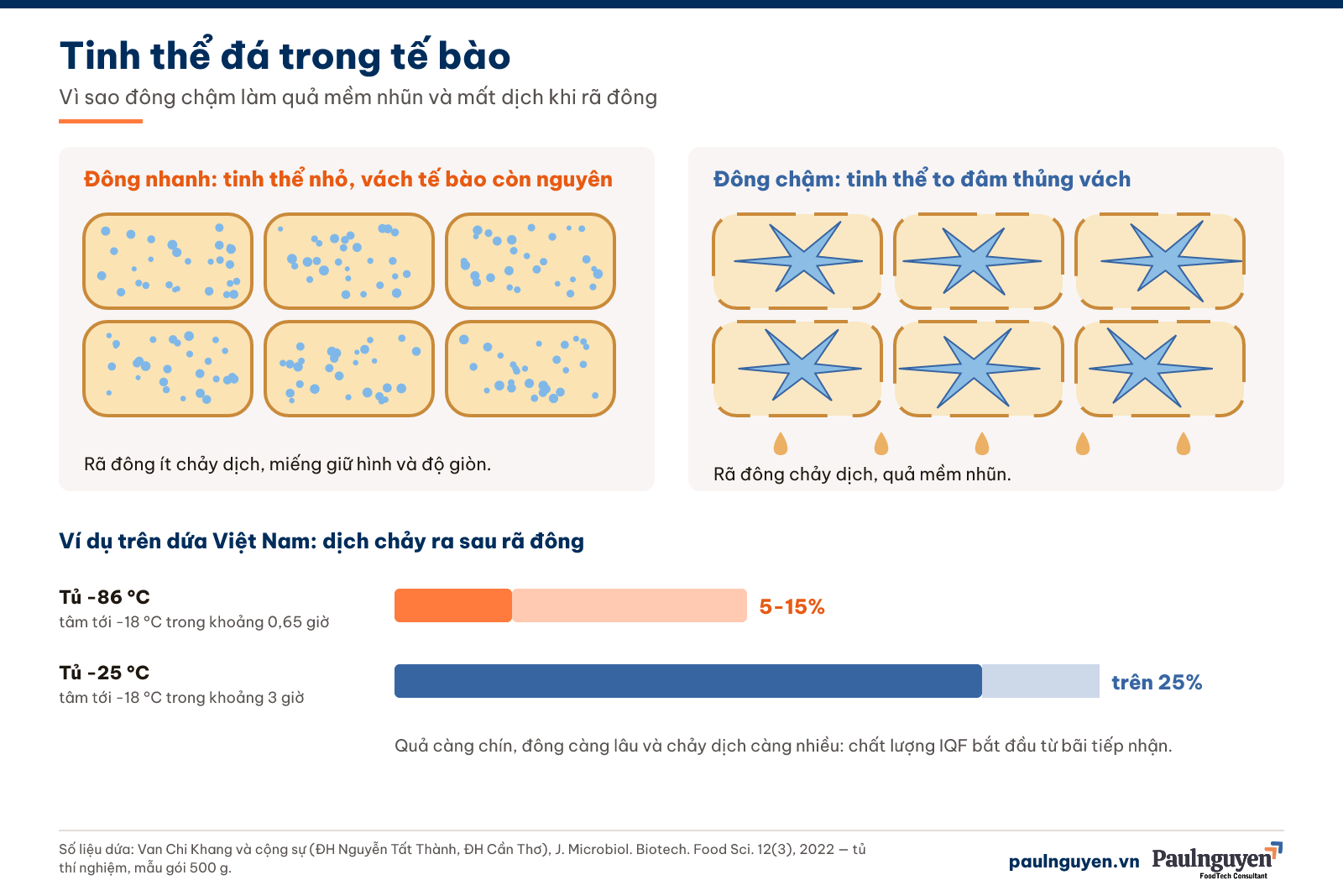 Tinh thể đá nhỏ và tinh thể đá to trong tế bào quả, kèm số liệu dịch chảy ra của dứa sau rã đông